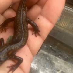 CB個体金箔シリケンイモリ3匹セットの画像