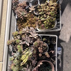 多肉植物たち【早い者勝ち】の画像