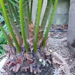 ソテツ　蘇鉄の画像