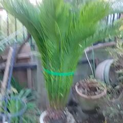 ソテツ　蘇鉄の画像