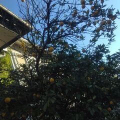 無農薬　ゆず　5個100円！の画像