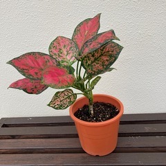 アグラオネマ🌹🪴の画像