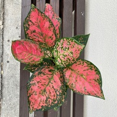 アグラオネマ🌹🪴の画像