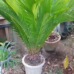 ソテツ　蘇鉄の画像