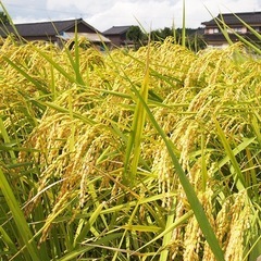 68令和7年度茨城県コシヒカリ某スーパー卸ております！新米になります。大人気商品となっております。10キロ入りです。コメントお待ちしております。の画像