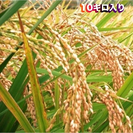 68令和7年度茨城県コシヒカリ某スーパー卸ております！新米になります。大人気商品となっております。10キロ入りです。コメントお待ちしております。