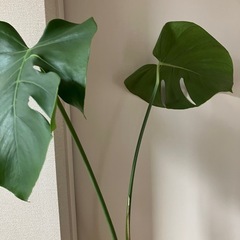✨観葉植物　モンステラ　大きめの画像