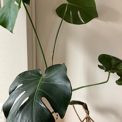 ✨観葉植物　モンステラ　大きめの画像