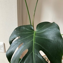 ✨観葉植物　モンステラ　大きめの画像