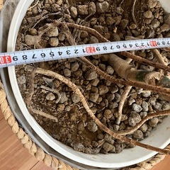 ✨観葉植物　モンステラ　大きめの画像