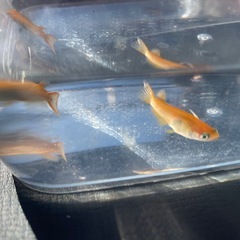 メダカ　楊貴妃　ペアの画像