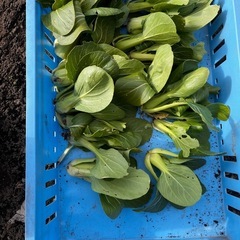 【完売】　チンゲンサイの画像