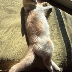 成猫2歳　カフェモカ色の男の子 - 里親募集