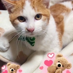 🦌🛷🎅🏻１２月２０日(土)🔔🐈すみれペットクリニック様にて保護猫...