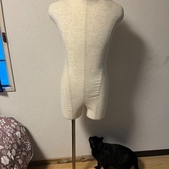 トルソー、マネキン、ボディ、(2台あります)の画像