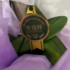 胡蝶蘭 生花　2鉢 セット　 の画像