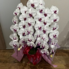 胡蝶蘭 生花　2鉢 セット　 の画像