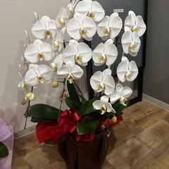 胡蝶蘭 生花　2鉢 セット　 の画像