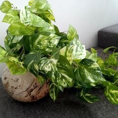 フェイクグリーン、フラワーベース（ブルーミングヴィル ジャンカベース）の画像