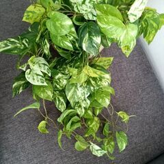 フェイクグリーン、フラワーベース（ブルーミングヴィル ジャンカベース）の画像