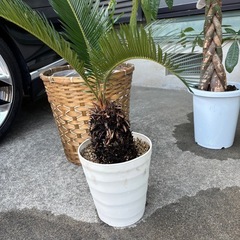 観葉植物ソテツの画像