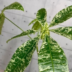 観葉植物 塊根 コーデックス本日20時に出品致します！の画像