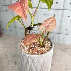 観葉植物 塊根 コーデックス本日20時に出品致します！の画像