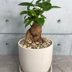 観葉植物 塊根 コーデックス本日20時に出品致します！の画像