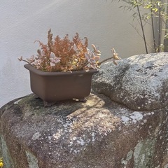 植木鉢の画像
