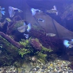 ドイツイエロータキシード(サンセット系)稚魚20匹の画像