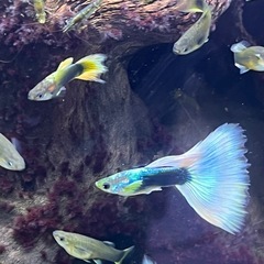 ドイツイエロータキシード(サンセット系)稚魚20匹の画像