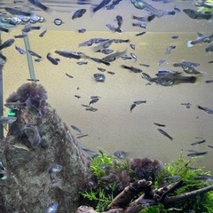 ドイツイエロータキシード(サンセット系)稚魚20匹の画像