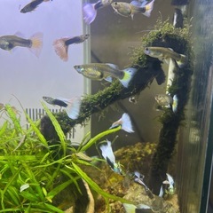 ドイツイエロータキシード(サンセット系)稚魚20匹の画像