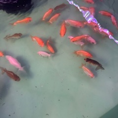 【数によってはLAST投稿】らんちゅう小さめの画像