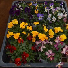 （年末限定）パンジー・ビオラ好きなだけ♪　※100本以内※直接引取の画像
