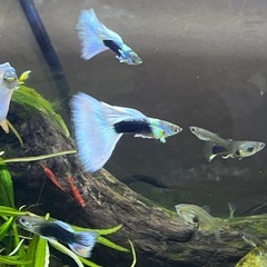 ドイツイエロータキシード(サンセット系)若魚オス3匹、メス2匹、稚魚5匹
の画像