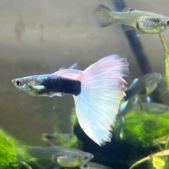 ドイツイエロータキシード(サンセット系)若魚オス3匹、メス2匹、稚魚5匹
の画像