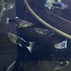 ドイツイエロータキシード(サンセット系)若魚オス3匹、メス2匹、稚魚5匹
の画像