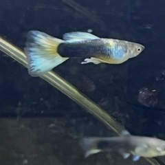 ドイツイエロータキシード(サンセット系)若魚オス3匹、メス2匹、稚魚5匹
の画像