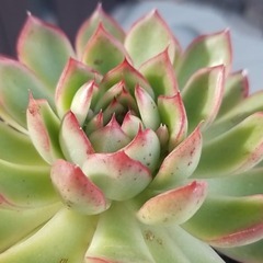 多肉植物　27　鉢から抜いてのお渡しです。の画像