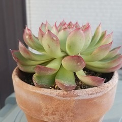 多肉植物　27　鉢から抜いてのお渡しです。の画像