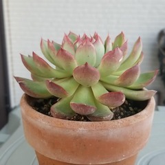 多肉植物　27　鉢から抜いてのお渡しです。の画像