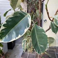 観葉植物　フィカス・ティネケ　高さ１９５センチ　希少種の画像