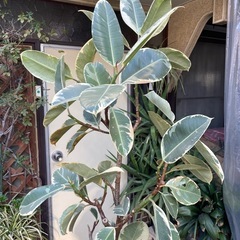 観葉植物　フィカス・ティネケ　高さ１９５センチ　希少種の画像