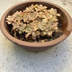 多肉・ピンクプリティの画像