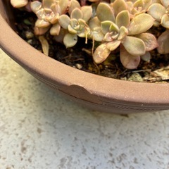 多肉・ピンクプリティの画像