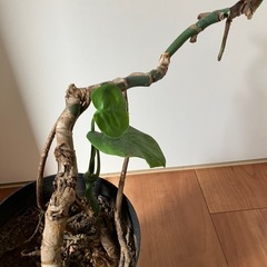 ✨観葉植物　モンステラ✨の画像