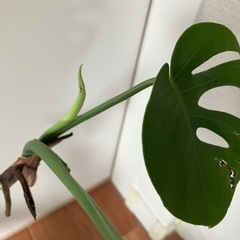 ✨観葉植物　モンステラ✨の画像