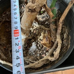 ✨観葉植物　モンステラ✨の画像