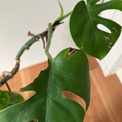 ✨観葉植物　モンステラ✨の画像
